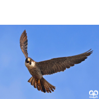 گونه شاهين Barbary Falcon